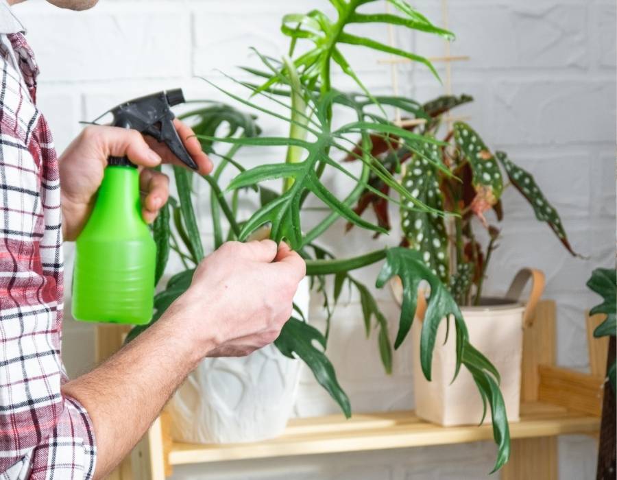 Natural Repellents for Insects